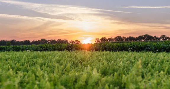 Zonsopkomst veld