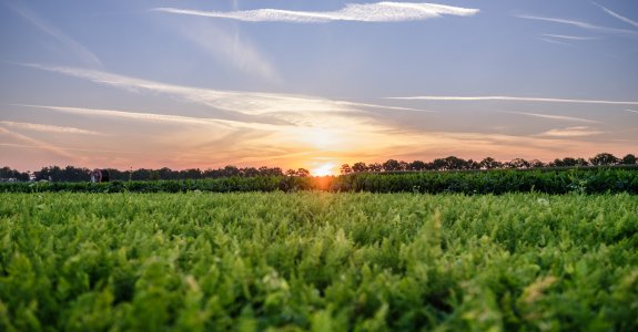 Wortelveld zonsopkomst