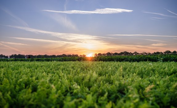 Wortelveld zonsopkomst