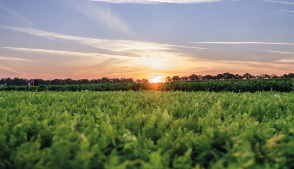 Veld zonsopkomst